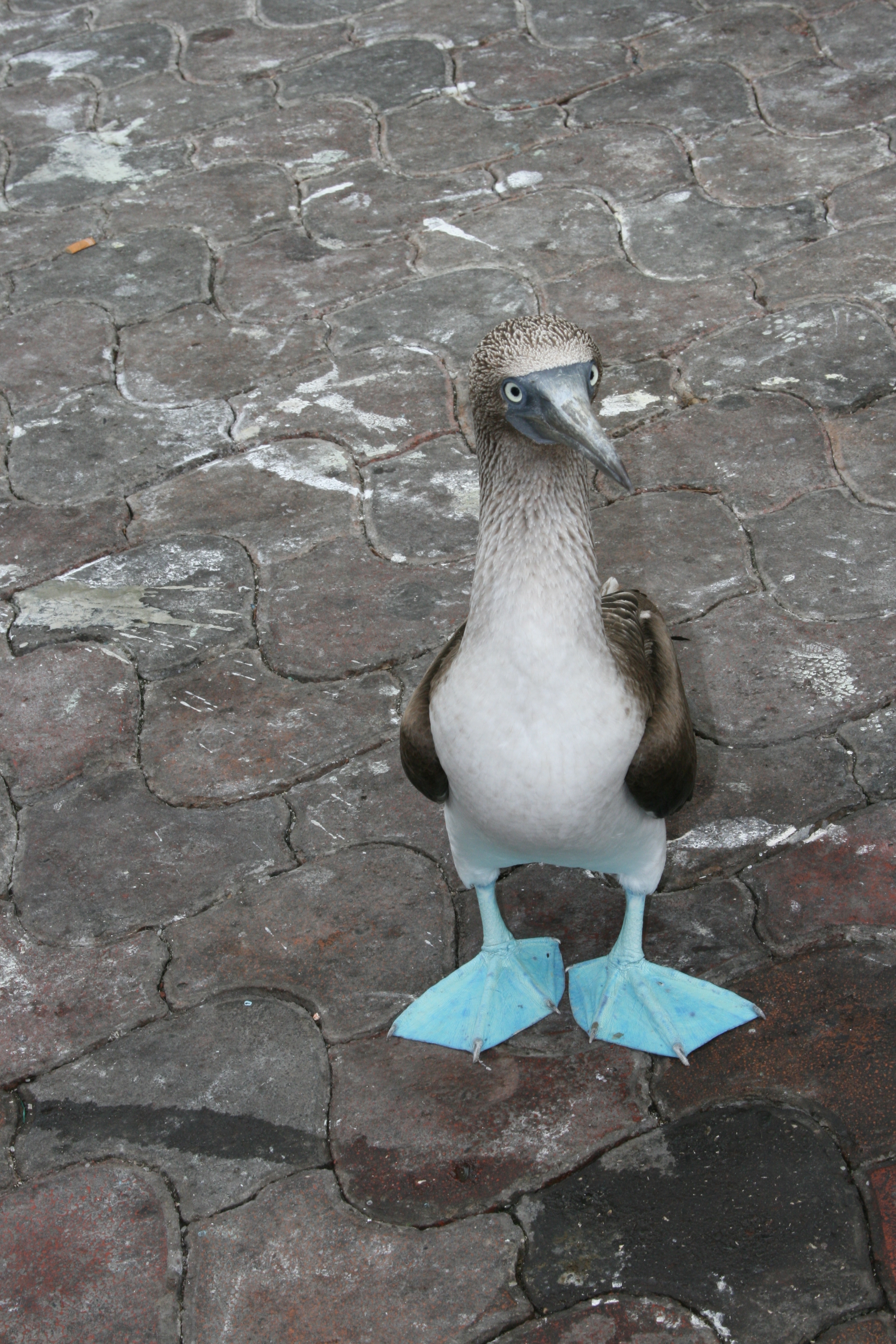 blue footed boobie galapagos